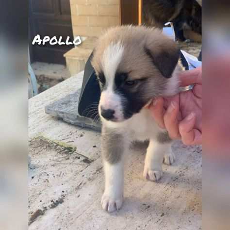 Apollo cucciolo