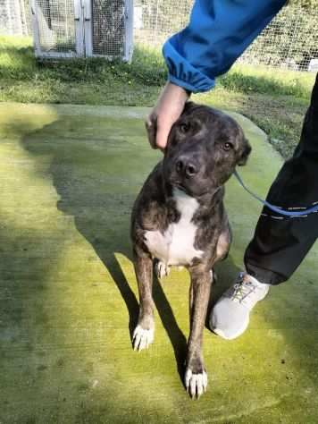 Apollo simil amstaff