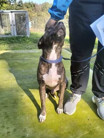 Apollo simil amstaff