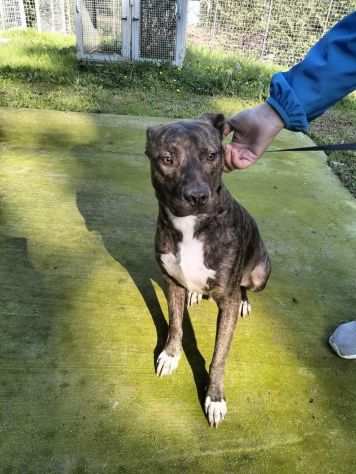 Apollo simil amstaff