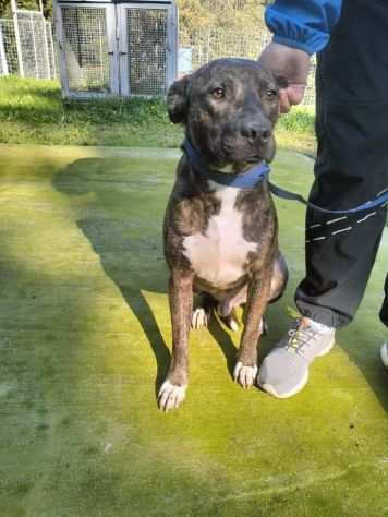 Apollo simil amstaff