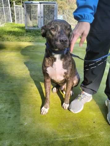 Apollo simil amstaff