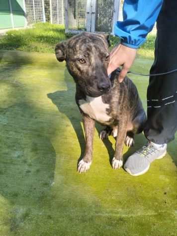 Apollo simil amstaff