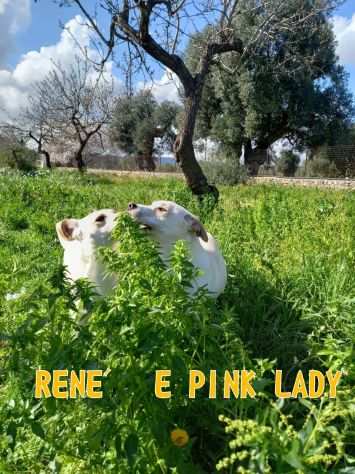 Aprite i vostri cuori a Pink lady e Renegrave