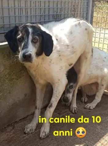 ARGO 10anni timidino in canile da sempre SUD