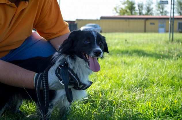 ARGO, 8 ANNI, HAKI, 4 ANNI, ASPETTANO IN CANILE LA LORO FAMIGLIA PER SEMPRE