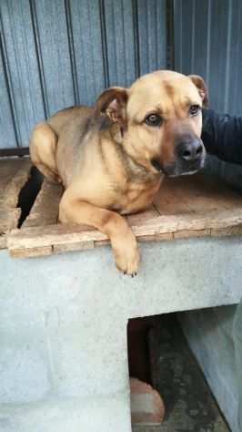 Argo, bellissimo pittbull in cerca di casa