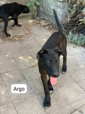 Argo cucciolo