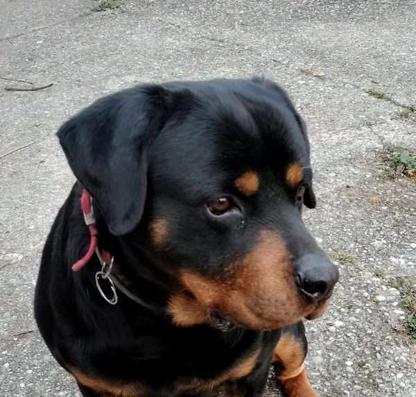 ARTU 5anni Rottweiler in lutto.Bravo non aggressivo