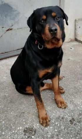 ARTU 5anni Rottweiler in lutto.Bravo non aggressivo