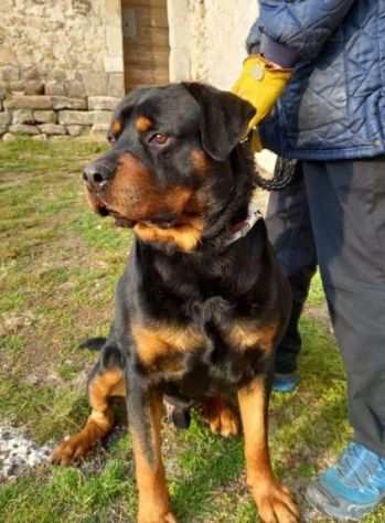 ARTU 5anni Rottweiler in lutto.Bravo non aggressivo