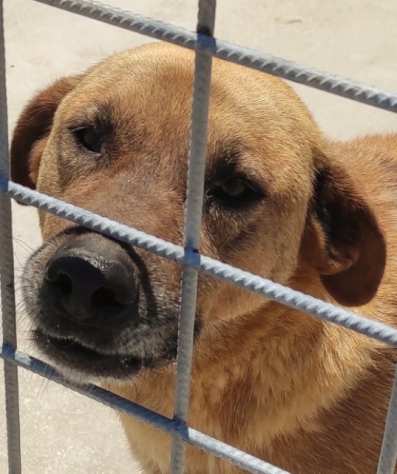 ARTU VISIBILE AL CUORE, CANE IN ADOZIONE.