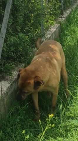 ARTU VISIBILE AL CUORE, CANE IN ADOZIONE.