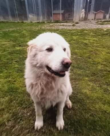 Artugrave Maremmano 6anni finito in canile 3anni fa,dolcissimo MARCHE