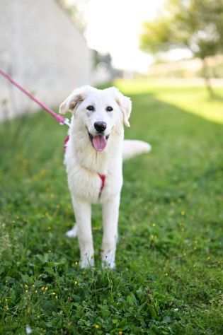 Arya, 6 mesi taglia media