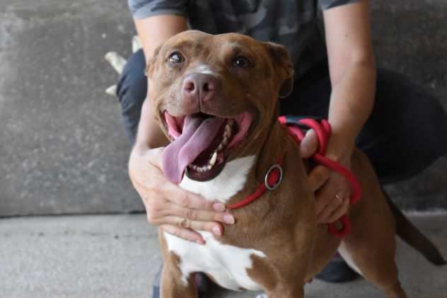 Aschette, affettuosa e socievole - pittbull taglia media contenuta - IN ADOZIONE