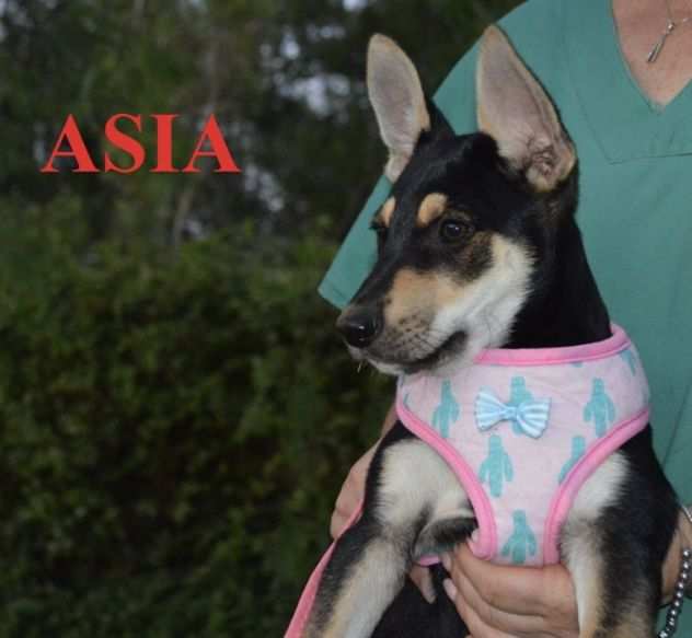 Asia, cucciola allegra e affettuosa