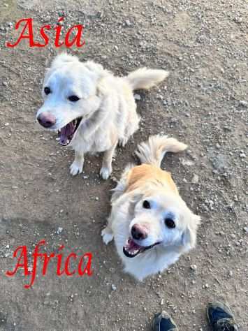 ASIA e AFRICA, adorabili cagnoline in adozione 