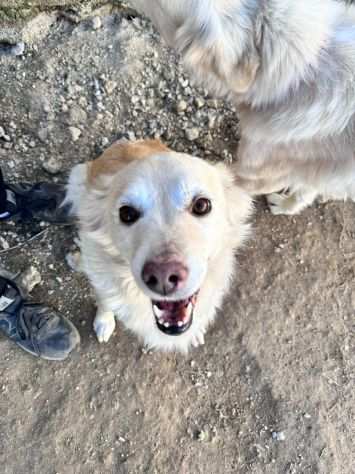 ASIA e AFRICA, adorabili cagnoline in adozione 