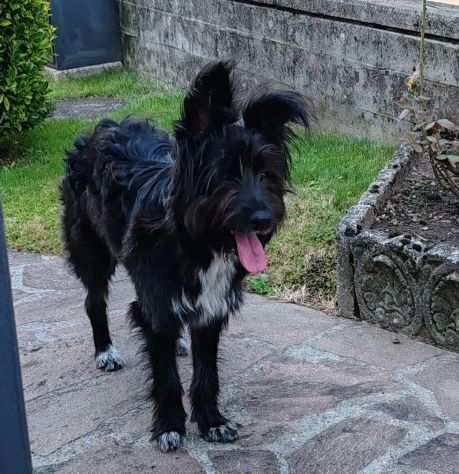 ASTORE AUSTRALIANOBORDER COLLIE INCR., ARES, 10 MESI, CERCA URGENTE CASA