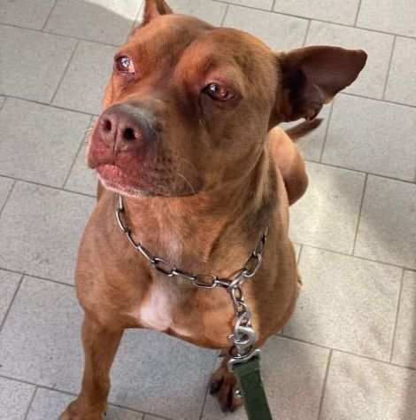 Athena, mix pitbull pronta per una famiglia