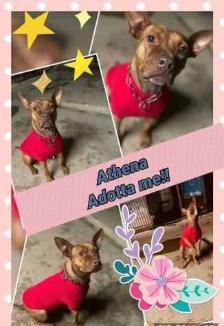 Athena, mix pitbull pronta per una famiglia