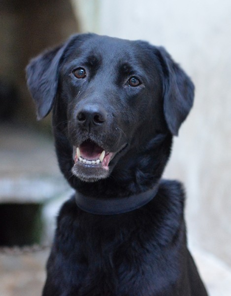 Lady dolce labrador in adozione