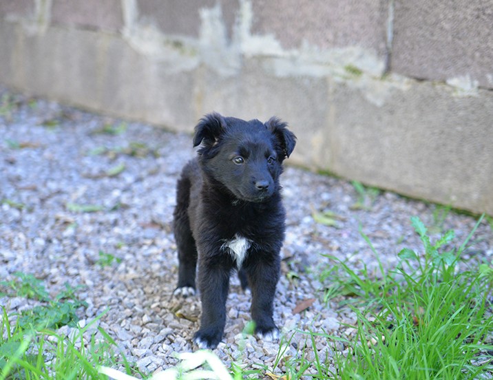 Perla bellissimo cucciolo femmina in adozione