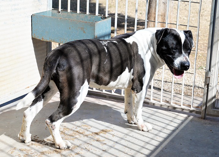 Princess stupenda amstaff in adozione