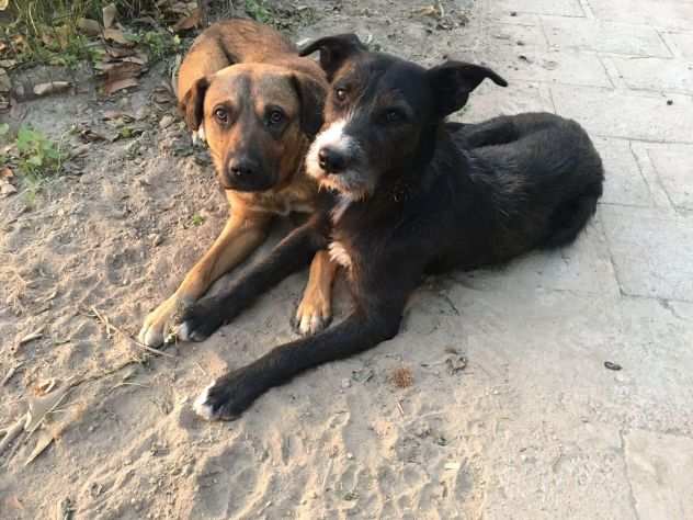 baffone e lucky due fratellini dolcissimi cercano casa