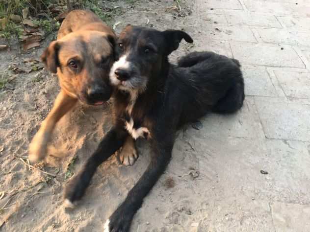 baffone e lucky due fratellini dolcissimi cercano casa