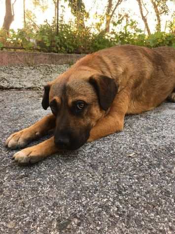 baffone e lucky due fratellini dolcissimi cercano casa