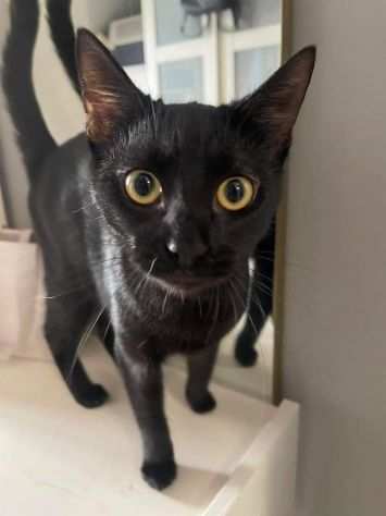 Bagheera gattina