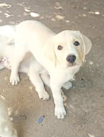 Baiocco cucciolo
