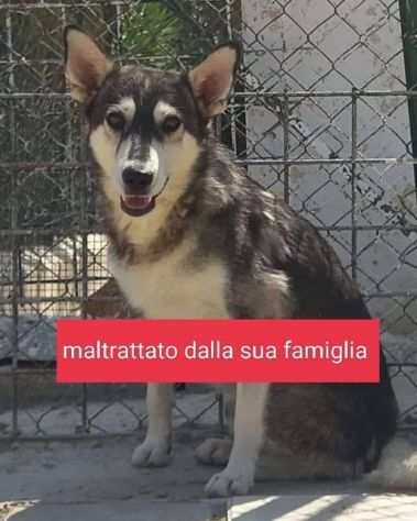 BALTO 2-3anni 15kg bravo,timido - tolto alla famiglia... SUD