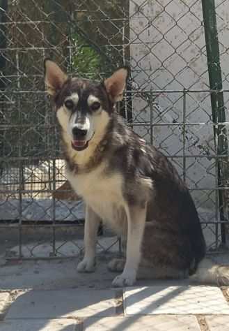 BALTO 2 ANNI 15 KG CIRCA