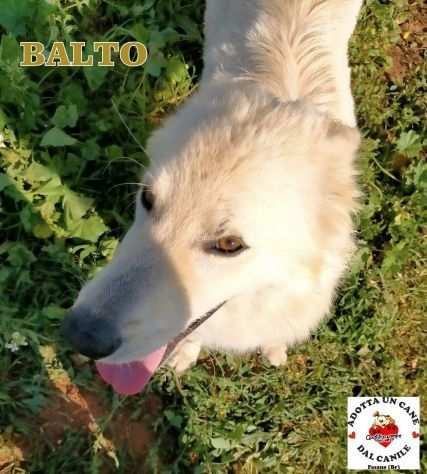 Balto aspetta di essere notato e adottato