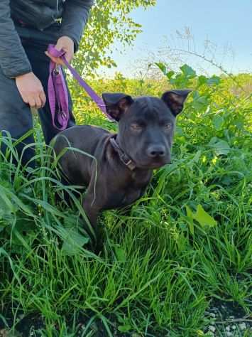 Bamby stupendo cucciolo molossino