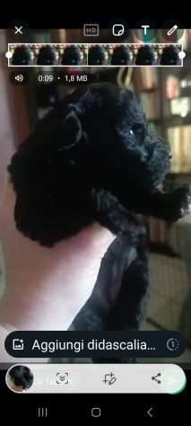 Barboncina nano cucciola nera