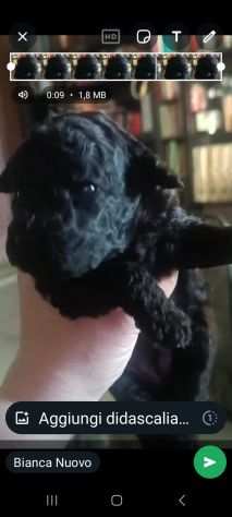 Barboncina nano cucciola nera