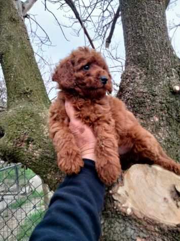 BARBONCINO NANO RED CUCCIOLI