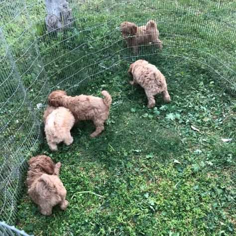 BARBONCINO NANO RED CUCCIOLI