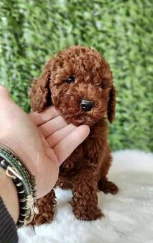 Barboncino red puppy - da 80 euro al mese