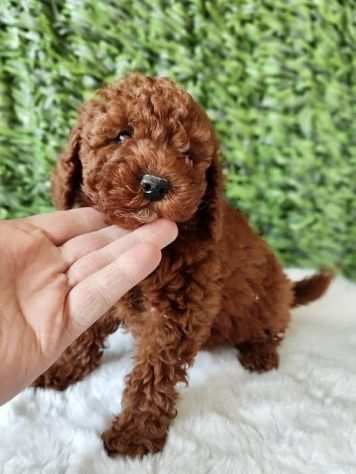 Barboncino red puppy - da 80 euro al mese
