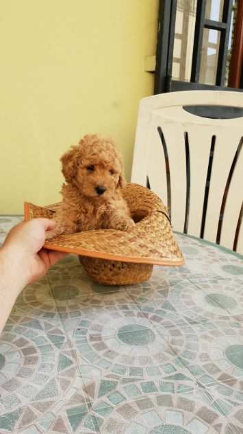 Barboncino red taglia nana cagnolino vaccinata