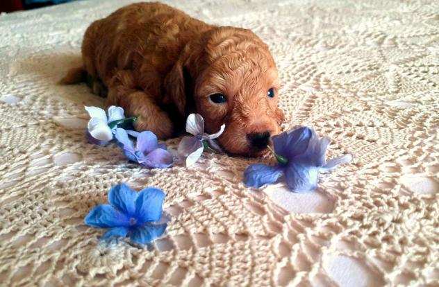 Barboncino toy femmina albicocca red cucciolo