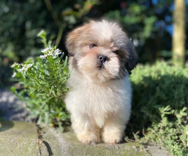 Barboncinohellip Maltipoohellip no LHASA APSO