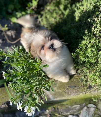 Barboncinohellip Maltipoohellip no LHASA APSO