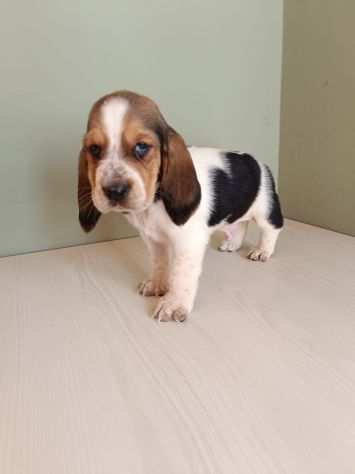 Bassett Hound maschietto