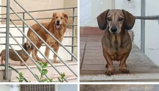 Bassotta 12anni e Golden 14anni padrone mortoLECCE